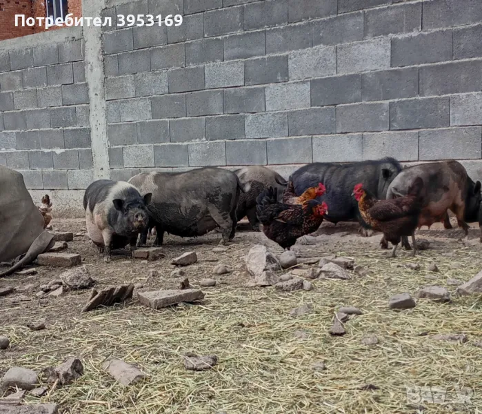 Виетнамски прасета , снимка 1