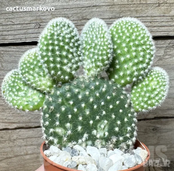 Opuntia microdasys ‘Albispina’, снимка 1