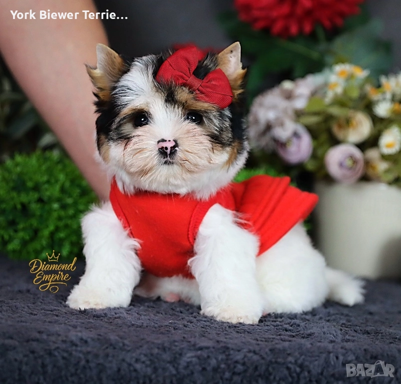 Йорки, момчета и момичета с родословие- добри приятели за деца и възрастни! Доставка , снимка 1