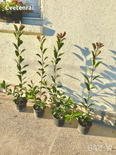 Фотиния 80 - 100 см, снимка 1