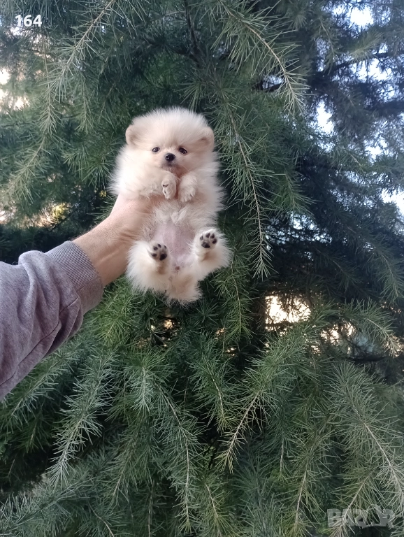 Женски мини Померан . Снимки от 27.12.25 г, снимка 1