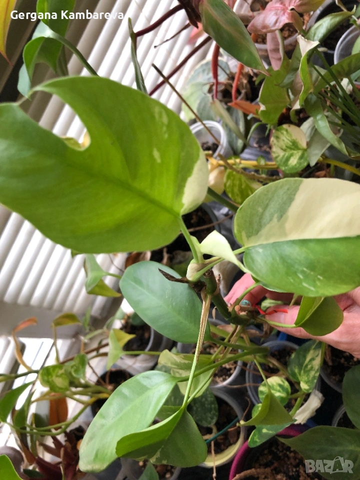 Rhaphidophora Tetrasperma Albo Variegata , снимка 1