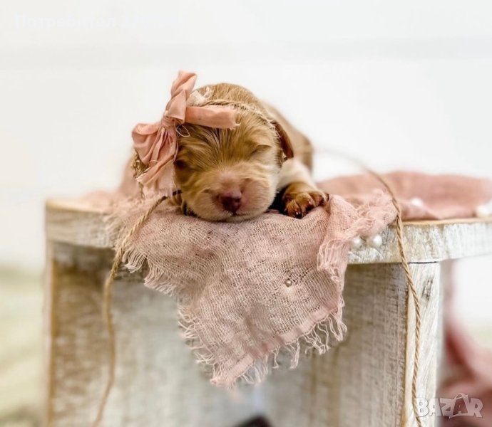 Мини пудел, снимка 1