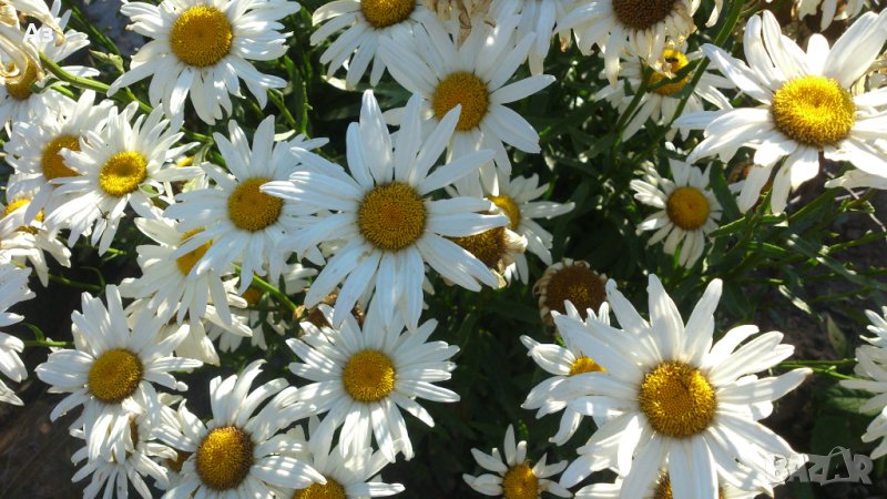 Продавам цветя Градинска маргарита – бяла и жълта (семена от реколта 2025 г.), снимка 1