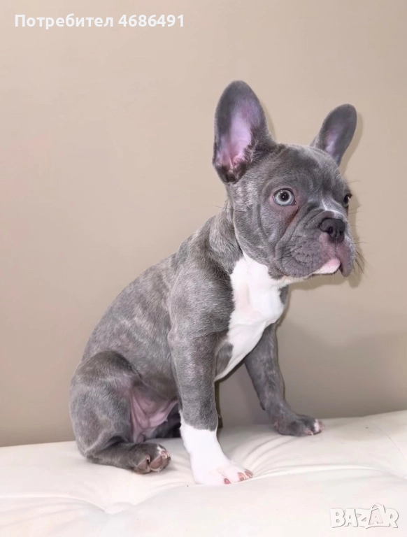 Син Френски Булдог, снимка 1