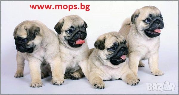 Единствено Мопс България ООД предлага на българския пазар чистокръвни бебета Мопс с родословие, снимка 1