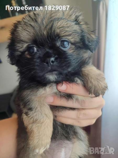 Пекинез с първа ваксина и паспорт, снимка 1