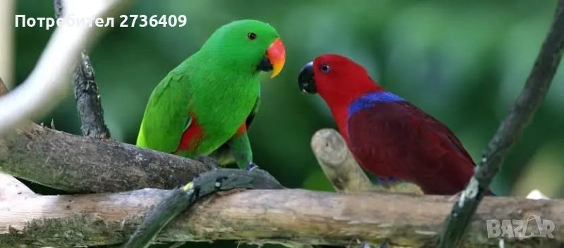 Търся Еклектуси , снимка 1