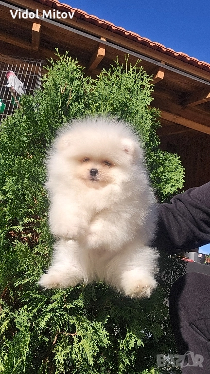 Мини Померан момче , снимка 1
