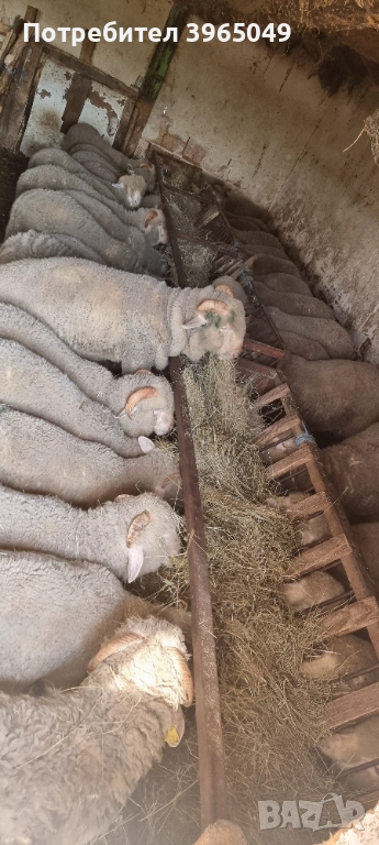 Агнета мъжки , снимка 1