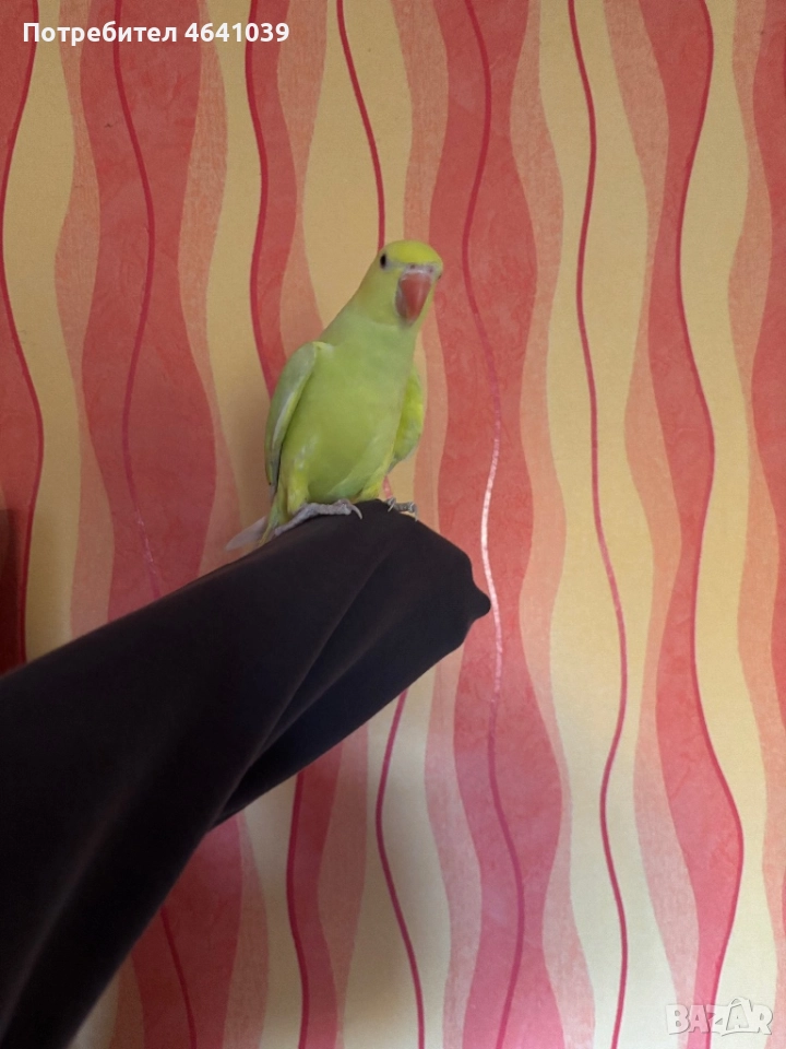 Жълтоглав Малък Александър, снимка 1