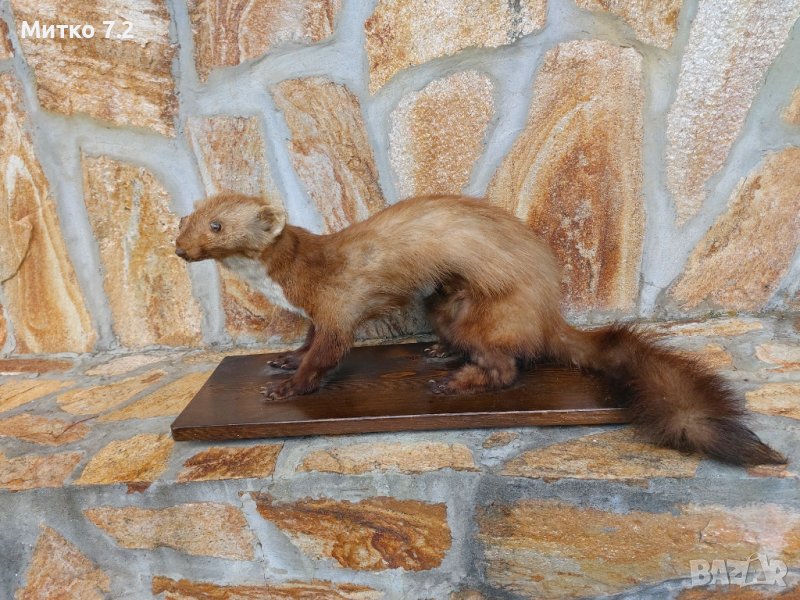 Препарирана белка, снимка 1