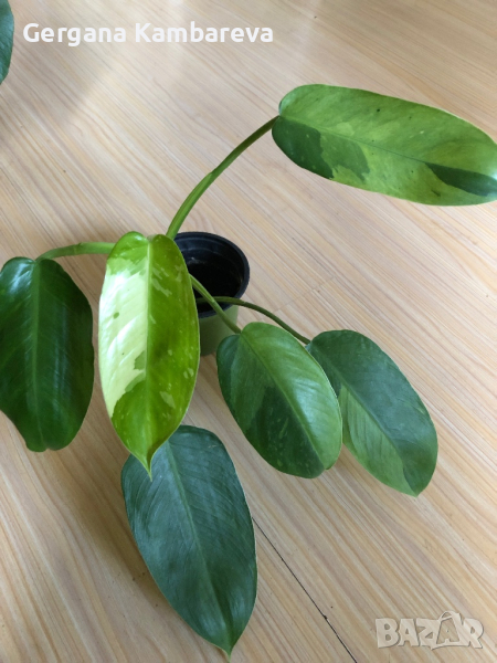 Philodendron Jose Buono , снимка 1