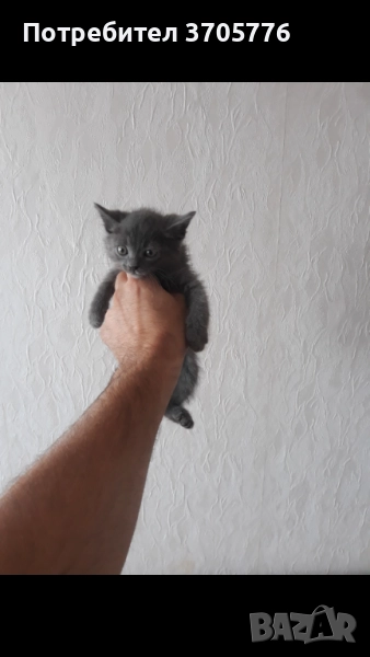 Синя руска котка, снимка 1