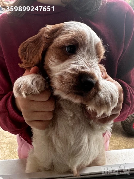 Кокер шпаньол, снимка 1