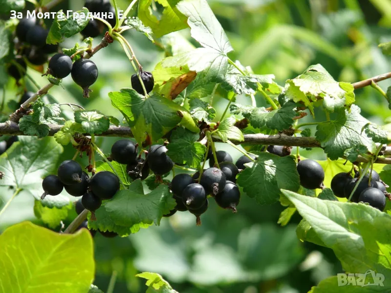 Йоща Плоден храст, снимка 1