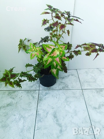 Хлорофитум бял, снимка 6 - Стайни растения - 54083035