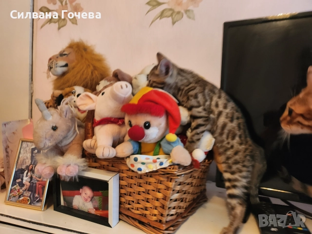 Бенгалска котка , снимка 5 - Бенгалски - 52083006
