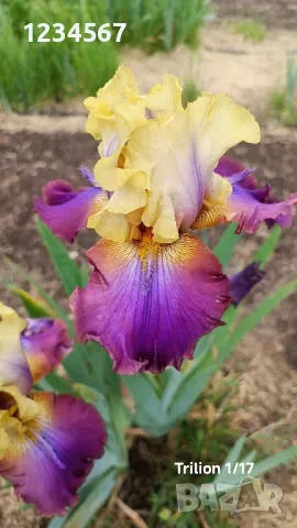 Сортови ириси високи брадати ириси Ризоми, снимка 6 - Градински цветя и растения - 50398180