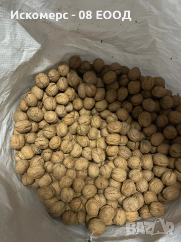 Продавам орехи чандлар, снимка 3 - Селскостопанска техника - 52032021