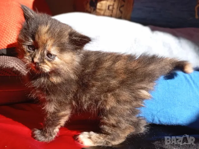 Сибирско коте, момиче, цвят костенурка, сибирка, котенце, котка , снимка 3 - Сибирски - 56233227