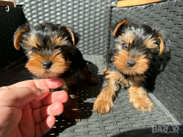 Йоркширски териери актуални от 27.3.2026, снимка 6 - Йоркширски териер - 53886772