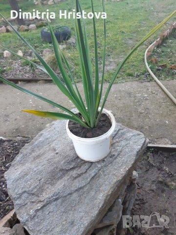 Промоция /Юка градинска, снимка 5 - Градински цветя и растения - 35297697