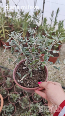 Теукриум, Teucrium Fruticans, Подъбиче, сухолюбиво и непретенциозно ароматно растение, снимка 6 - Градински цветя и растения - 39343405