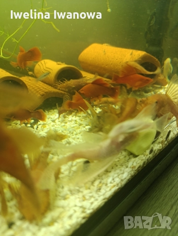 Продавам анциструси, снимка 7 - Рибки - 52562134