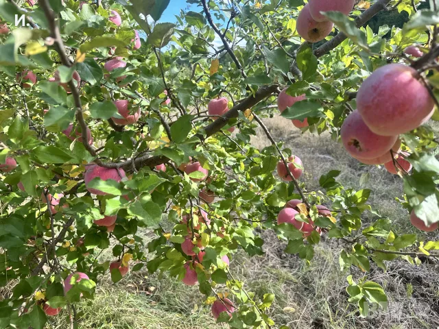 Продавам Ябълки, снимка 5 - Домашни продукти - 56267088
