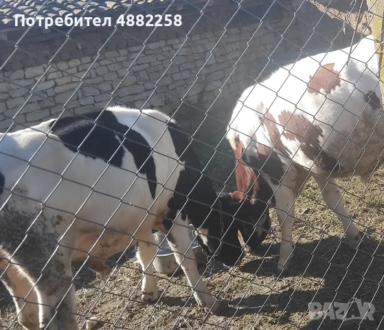 prodavam teleta mqski , снимка 2 - Други животни - 56407939