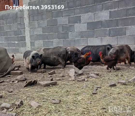 Виетнамски прасета 