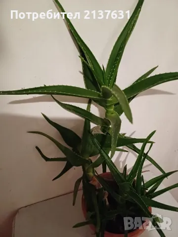 ГОЛЯМО АЛОЕ - Височина 60 см, снимка 5 - Стайни растения - 47988993