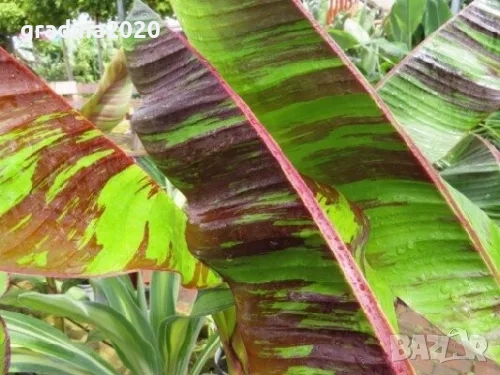 Муса Ever Red – Декоративен Червен Банан, снимка 5 - Разсади - 52714295