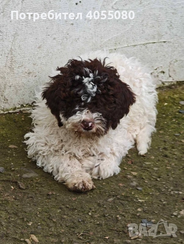 Лагото Романьоло 