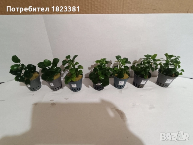 Растения за аквариум,анубиас Бартери, снимка 6 - Аквариуми - 52109897