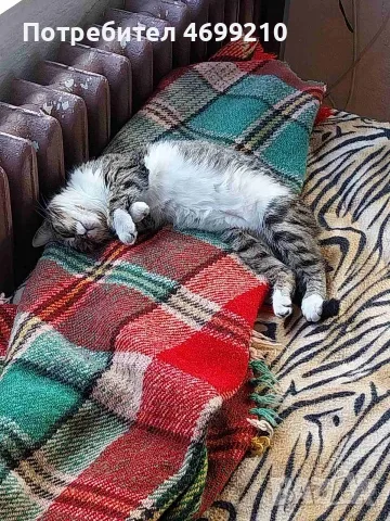 Подаряваме котенце 