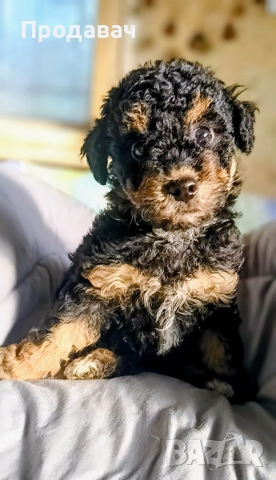 Продавам мини пудели