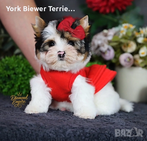 Йорки, момчета и момичета с родословие- добри приятели за деца и възрастни! Доставка 
