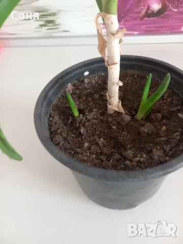 Алое,фикус,замиокулкас, драцена и др, снимка 2 - Стайни растения - 49988795