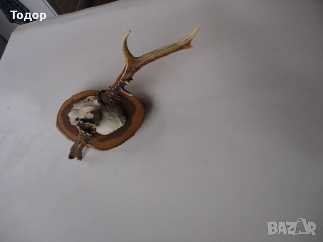 Ловен трофей рог рога 12, снимка 2 - Ножове - 54087255