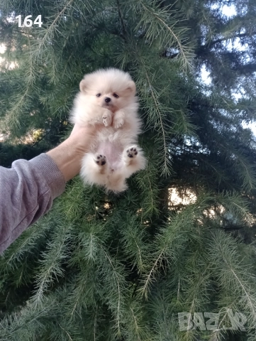 Женски мини Померан . Снимки от 27.12.25 г