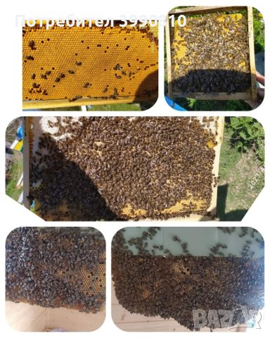 Пчелни майки, пчелни отводки(изкуствени рояци)