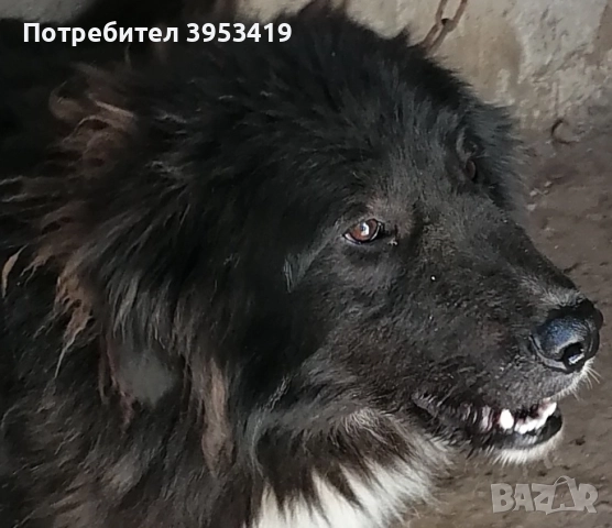 каракачански кученца , снимка 3 - Каракачанска овчарка - 52283861