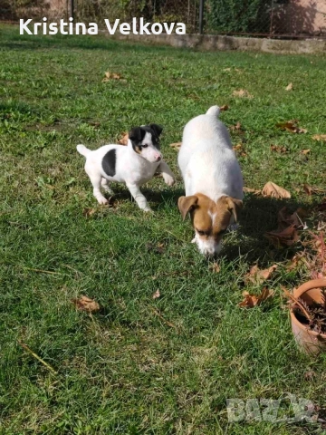 Джак ръсел териер , снимка 6 - Джак ръсел териер - 51703039