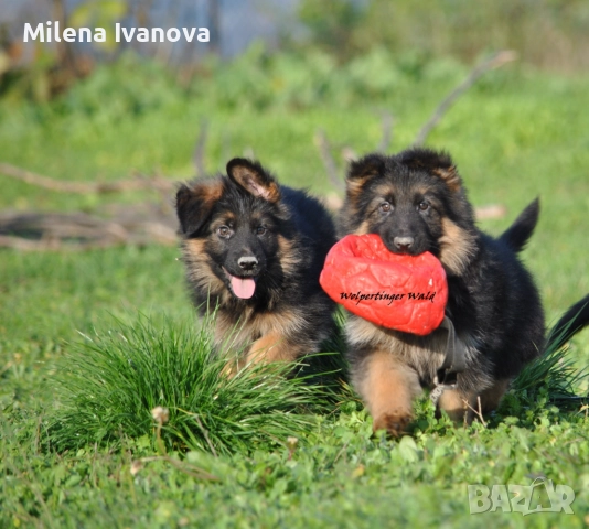 Мъжки немски овчарки с ДЪЛЪГ косъм , снимка 6 - Немска овчарка - 52844724
