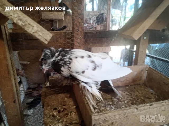 Гълъби демкежи, снимка 8 - Гълъби - 49071204