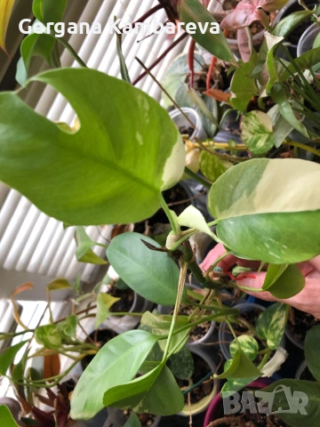 Rhaphidophora Tetrasperma Albo Variegata 