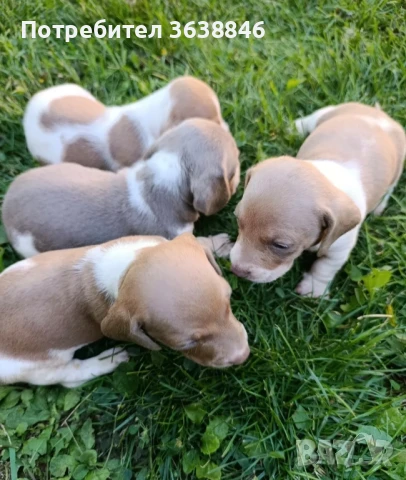 мини дакел, снимка 2 - Дакели - 51374634