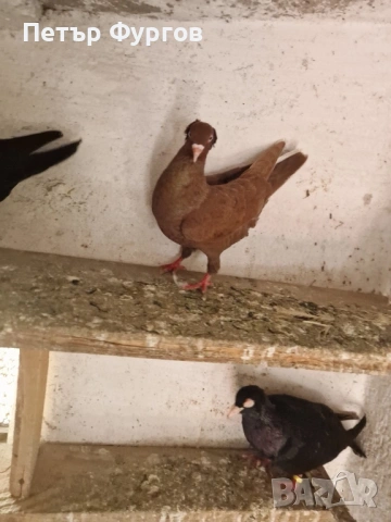 Продавам мъжки американец     , снимка 3 - Гълъби - 54345756